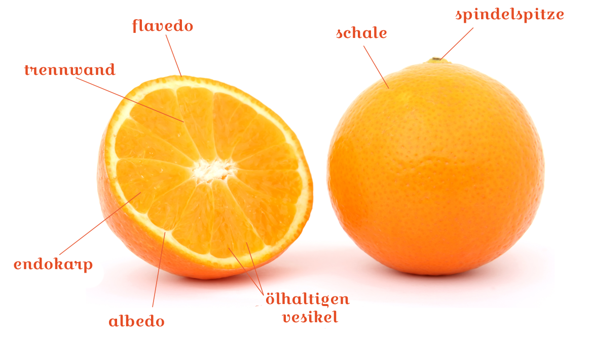 Teile Orangen Citrus and Life Exotic and Sustainable Citrus